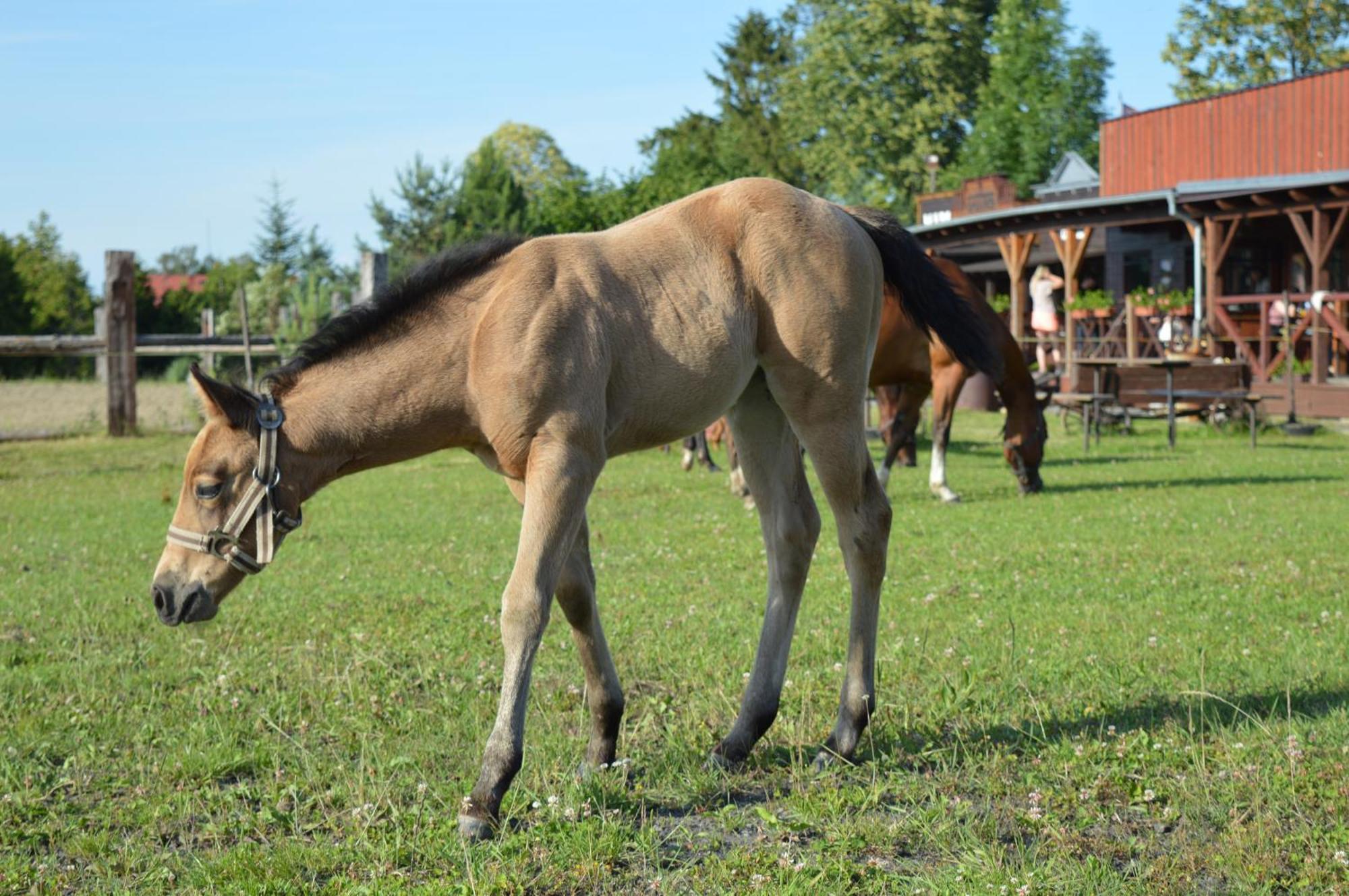 Bubla City Ranch Kopřivnice Exteriér fotografie